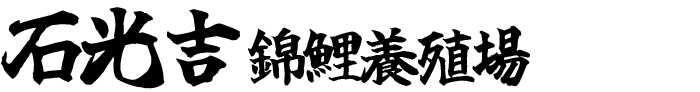 石光吉锦鲤